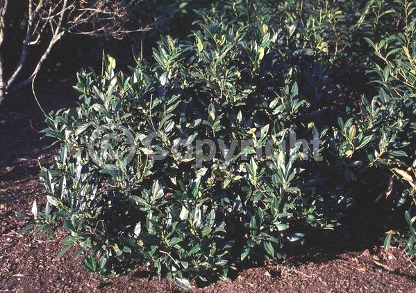 White blooms; Evergreen