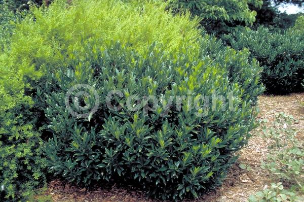 White blooms; Evergreen