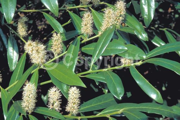 White blooms; Evergreen