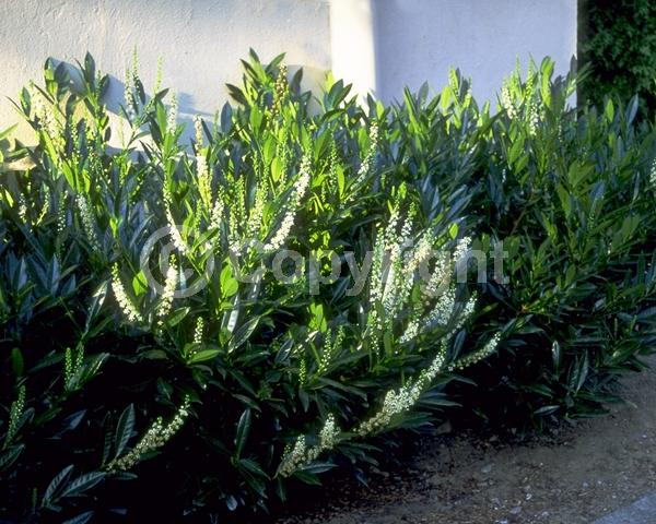White blooms; Evergreen