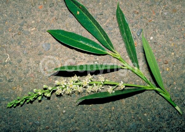 White blooms; Evergreen