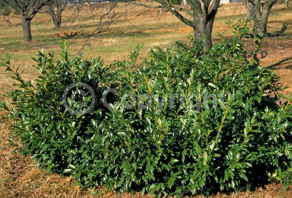 White blooms; Evergreen