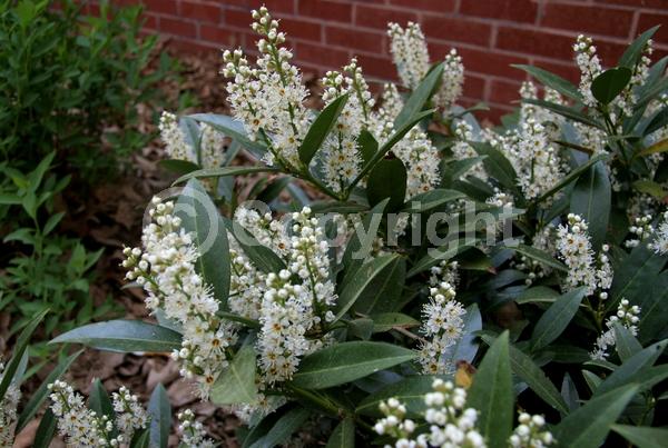 White blooms; Evergreen