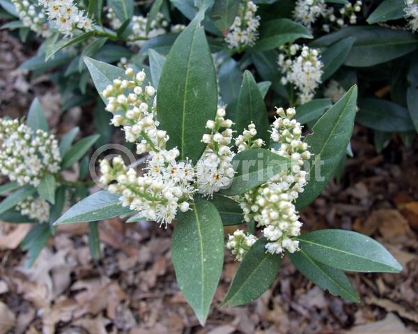White blooms; Evergreen