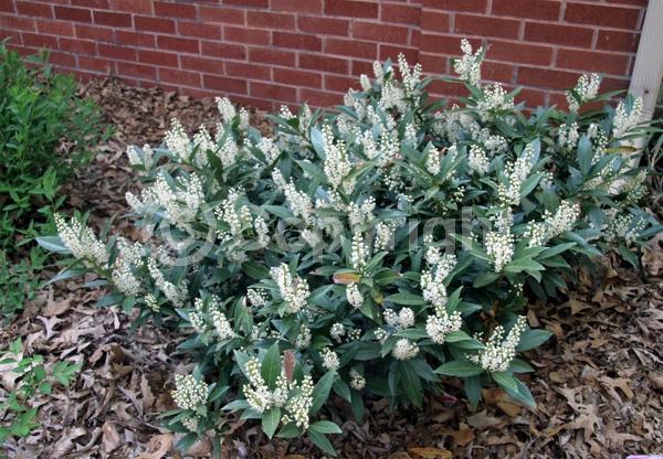 White blooms; Evergreen