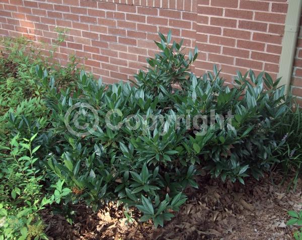 White blooms; Evergreen