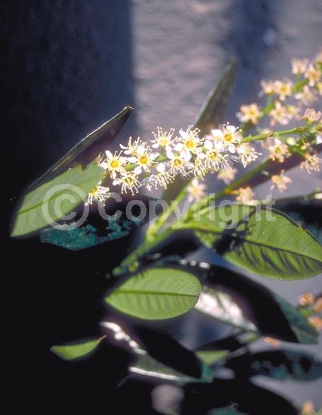 White blooms; Evergreen