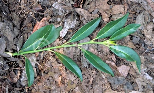 White blooms; Evergreen