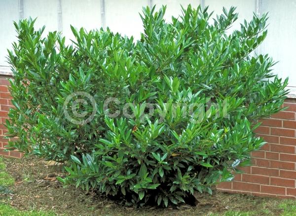 White blooms; Evergreen