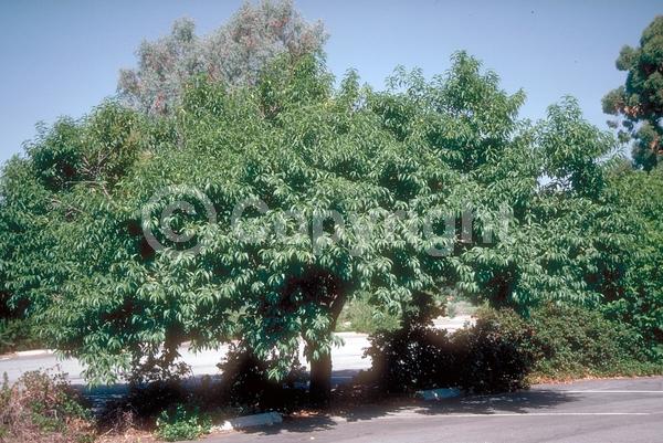 Red blooms; White blooms; Pink blooms; Deciduous; Broadleaf