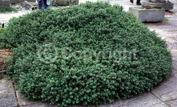 Pink blooms; Deciduous