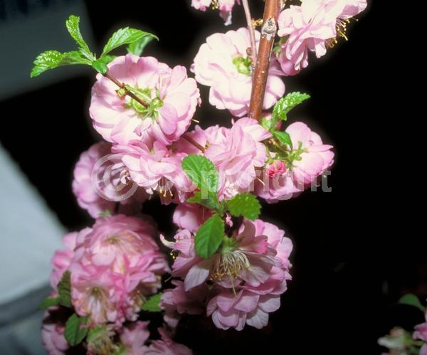 Pink blooms; Deciduous; Broadleaf