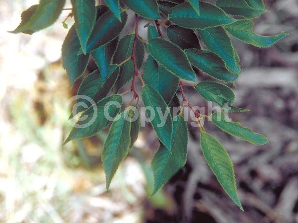 White blooms; Pink blooms; Deciduous; Broadleaf