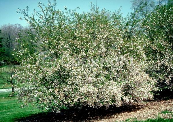 White blooms; Pink blooms; Deciduous; Broadleaf