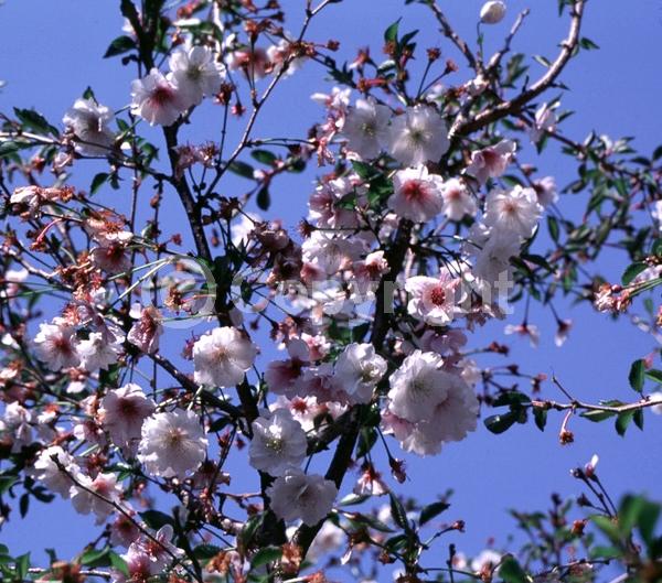 White blooms; Pink blooms; Deciduous; Broadleaf