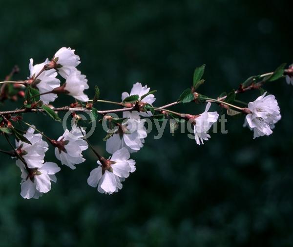 White blooms; Pink blooms; Deciduous; Broadleaf