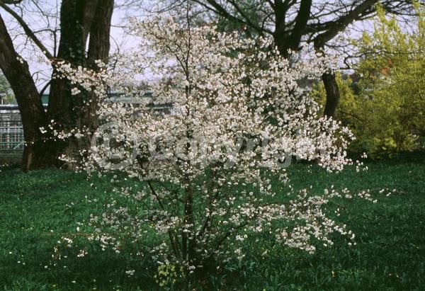 White blooms; Pink blooms; Deciduous; Broadleaf