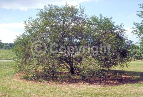 White blooms; Pink blooms; Deciduous; Broadleaf