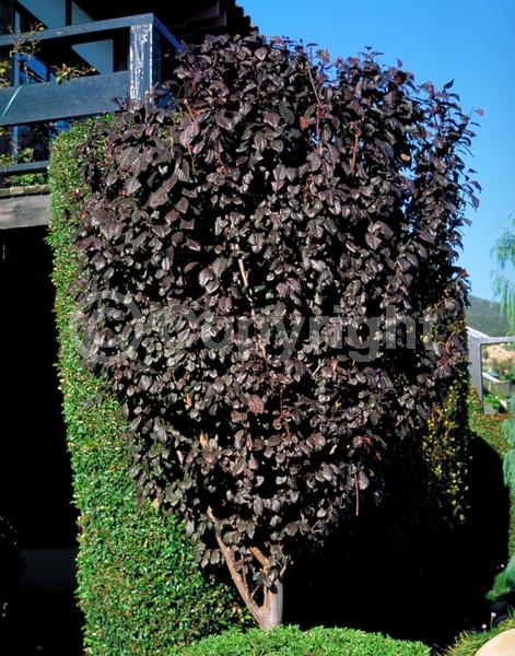 White blooms; Deciduous; Broadleaf