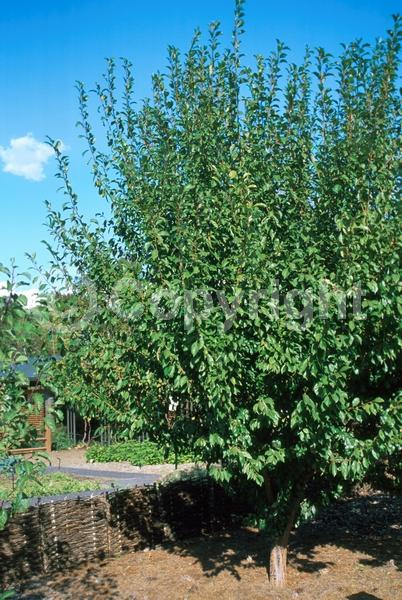 White blooms; Pink blooms; Deciduous; Broadleaf
