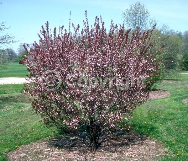 White blooms; Pink blooms; Deciduous; Broadleaf