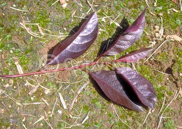White blooms; Pink blooms; Deciduous; Broadleaf