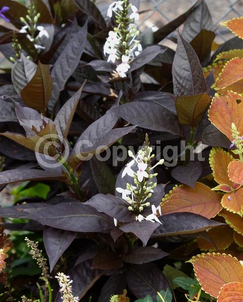 White blooms; Evergreen