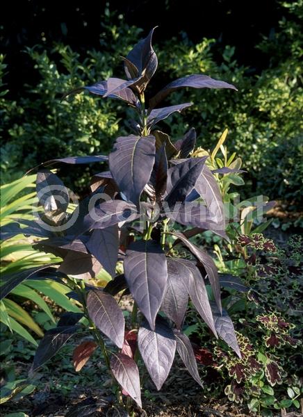 White blooms; Evergreen