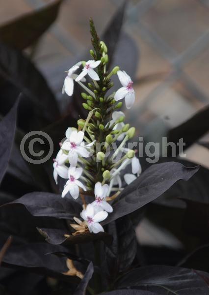 White blooms; Evergreen