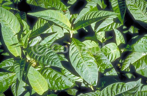White blooms; Evergreen; North American Native