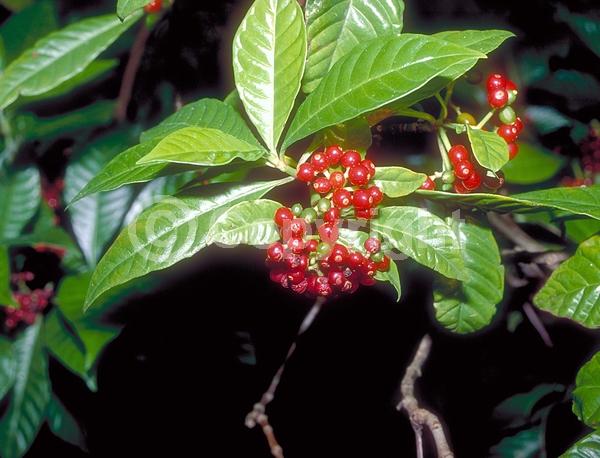 White blooms; Evergreen; North American Native