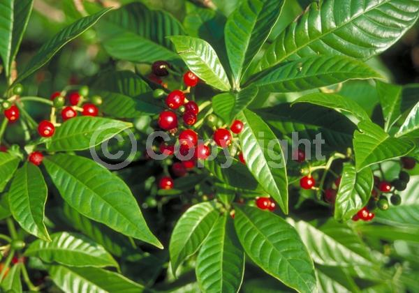 White blooms; Evergreen; North American Native