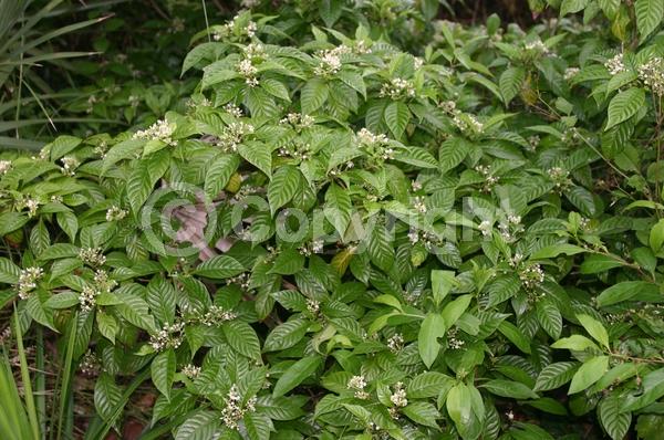 White blooms; Evergreen; North American Native