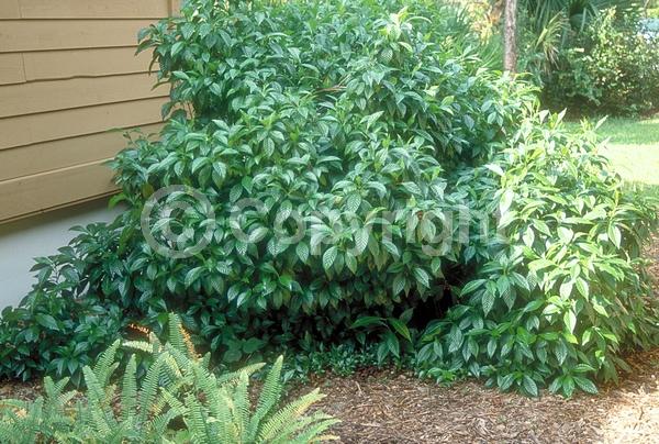 White blooms; Evergreen; North American Native