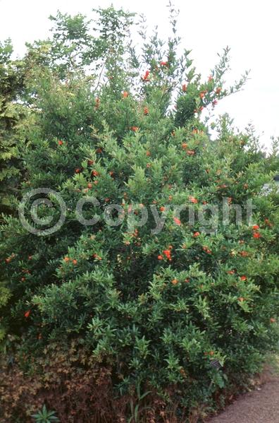 Red blooms; Orange blooms; Deciduous; Broadleaf