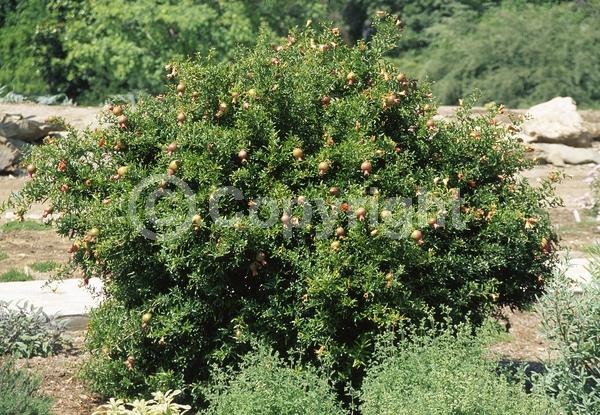 Red blooms; Orange blooms; Deciduous; Broadleaf