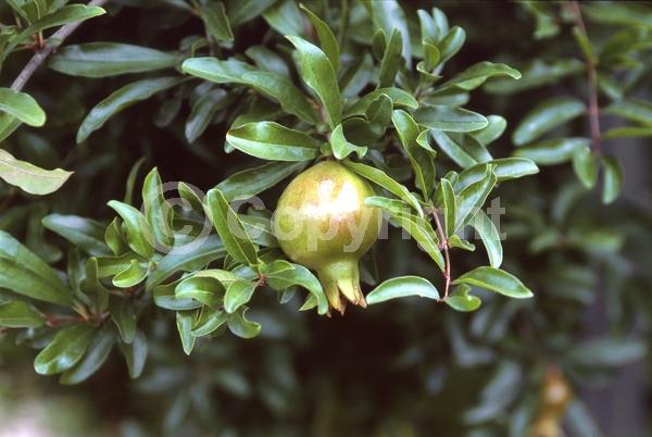 Red blooms; Orange blooms; Deciduous; Broadleaf