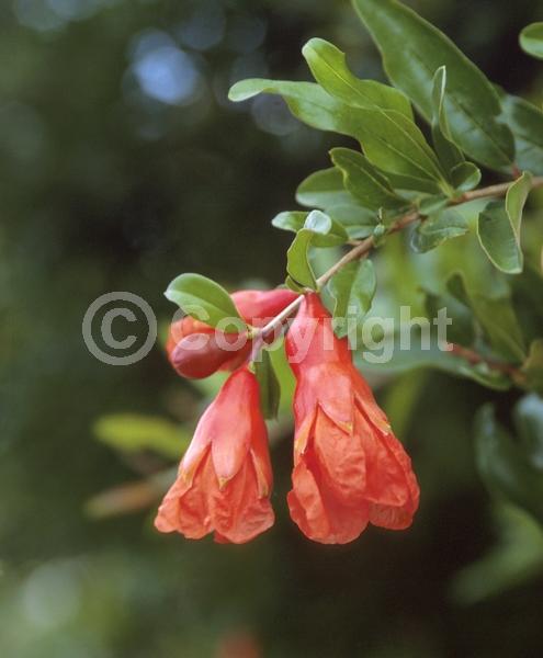 Red blooms; Orange blooms; Deciduous; Broadleaf