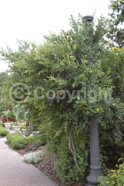 Red blooms; Orange blooms; Deciduous; Broadleaf