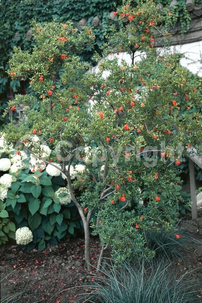 Red blooms; Orange blooms; Deciduous; Broadleaf