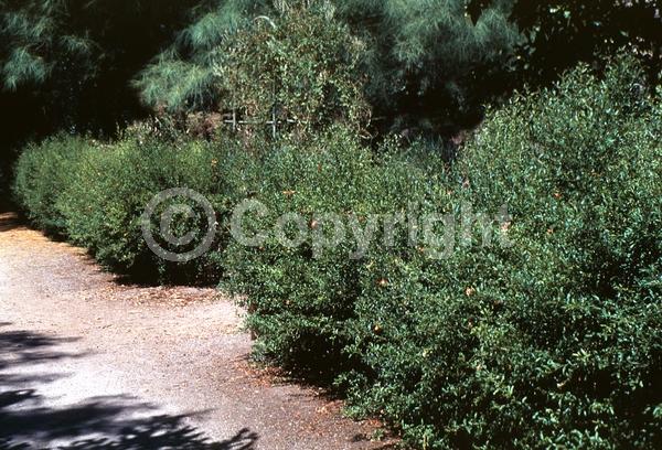 Red blooms; Orange blooms; Deciduous; Broadleaf