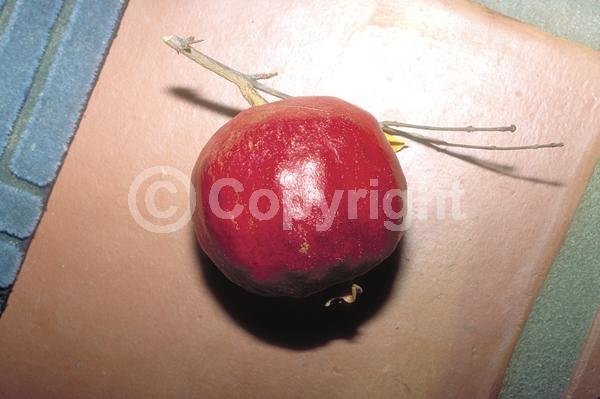 Red blooms; Orange blooms; Pink blooms; Deciduous; Broadleaf