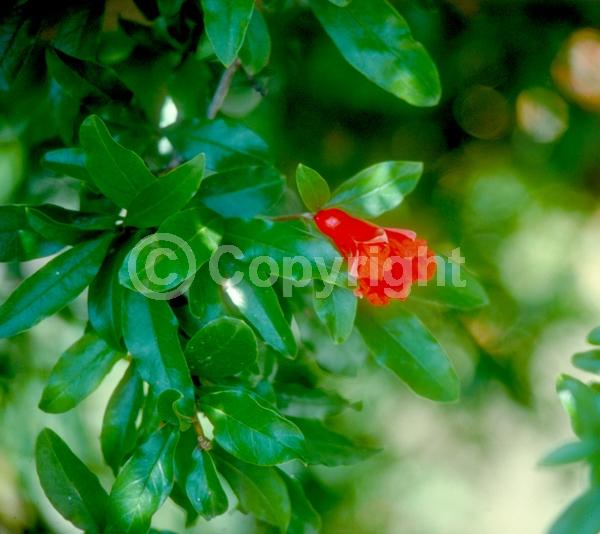 Red blooms; Orange blooms; Pink blooms; Deciduous; Broadleaf