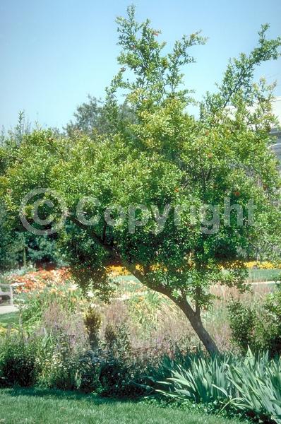 Red blooms; Orange blooms; Pink blooms; Deciduous; Broadleaf