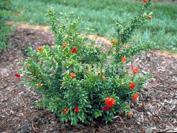 Red blooms; Orange blooms; Pink blooms; Deciduous; Broadleaf