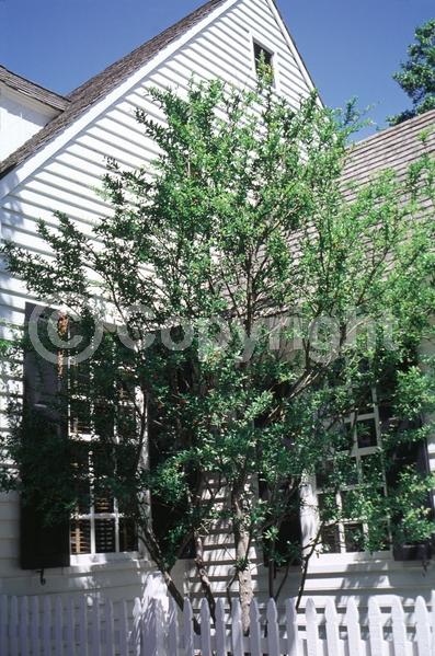 Red blooms; Orange blooms; Pink blooms; Deciduous; Broadleaf