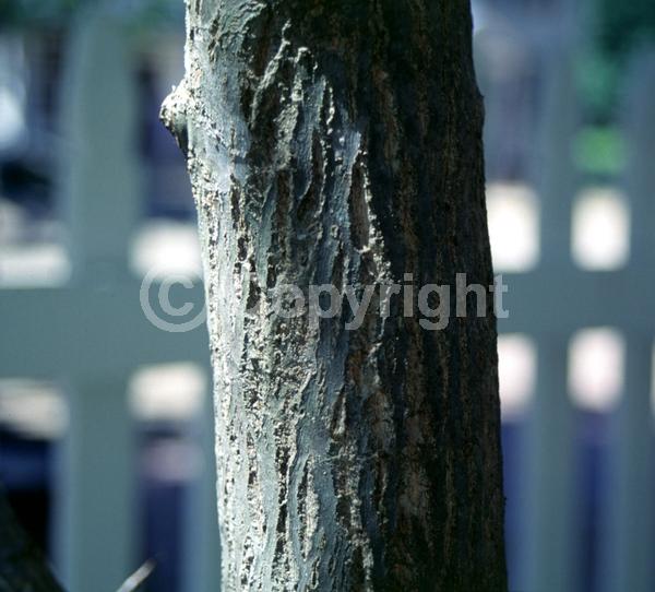 Red blooms; Orange blooms; Pink blooms; Deciduous; Broadleaf