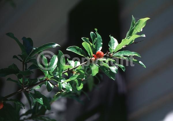 Red blooms; Orange blooms; Pink blooms; Deciduous; Broadleaf