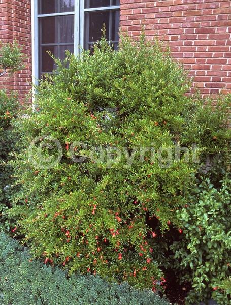 Red blooms; Orange blooms; Pink blooms; Deciduous; Broadleaf