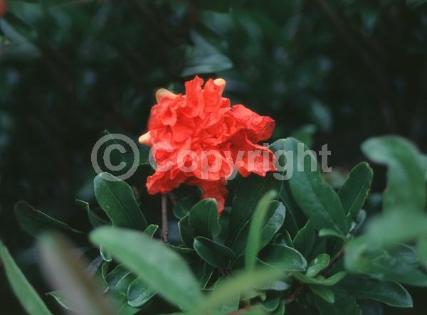 Red blooms; Orange blooms; Pink blooms; Deciduous; Broadleaf